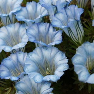 Gentiana hexaphylla